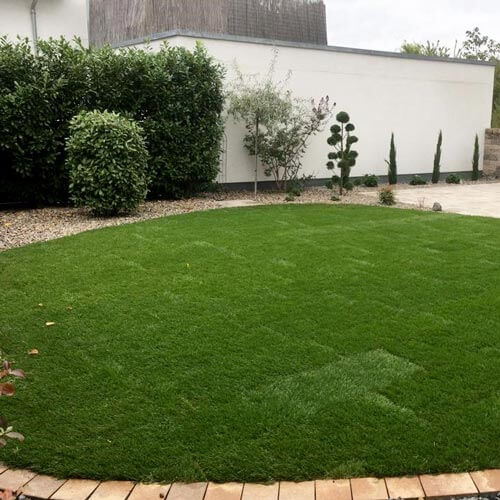 Rasen-Rollrasen frisch ausgelegte Roll-Rasenfläche mit Hecke und Sträuchern in Steinbeet