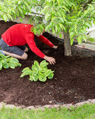 Mann pflanzt Baum Gärtner bedeckt Blumenbeet mit Mulch und verteilt es um die Pflanzen und einen Baum
